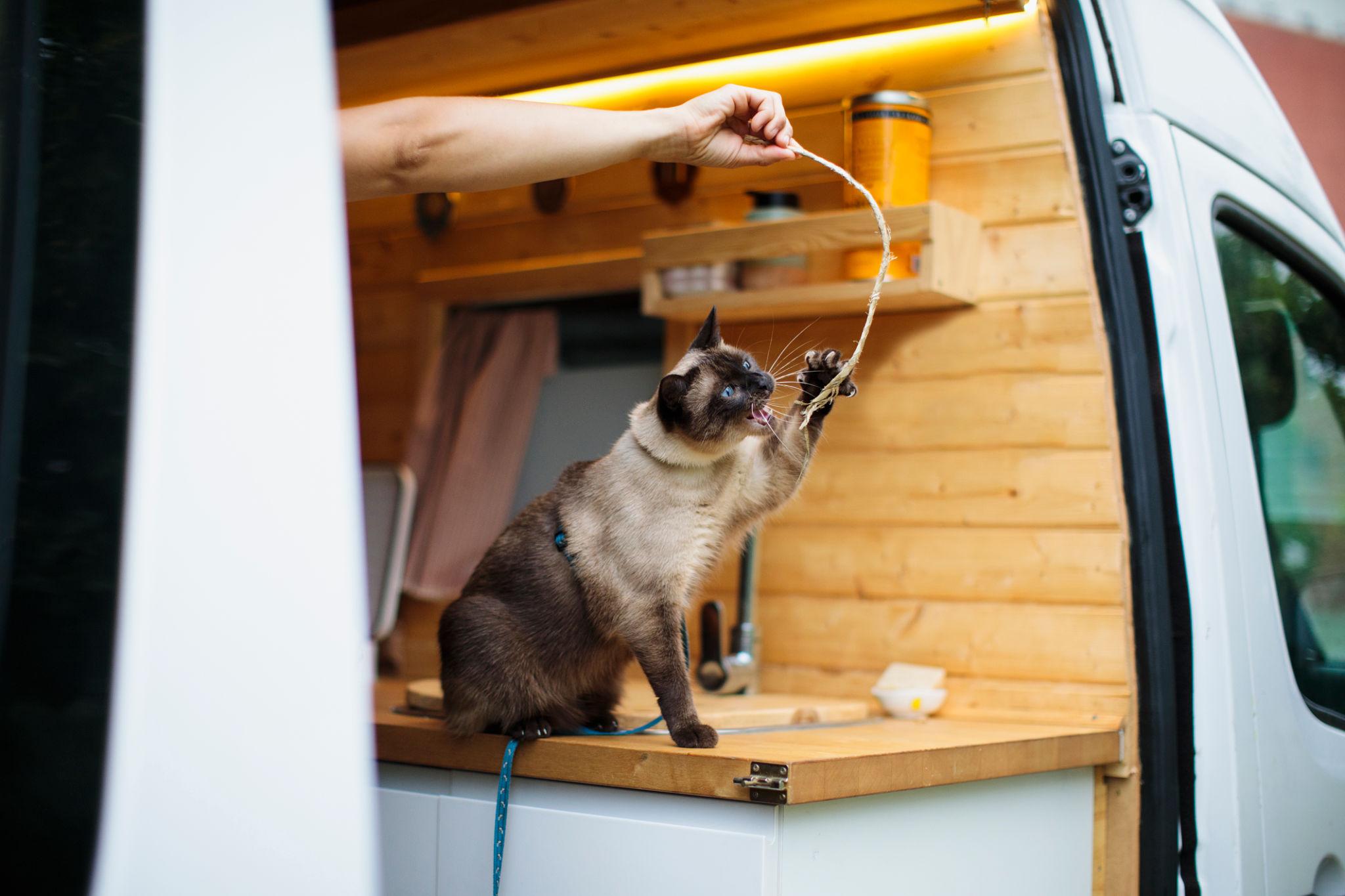 Cat playing with toys inside a camper