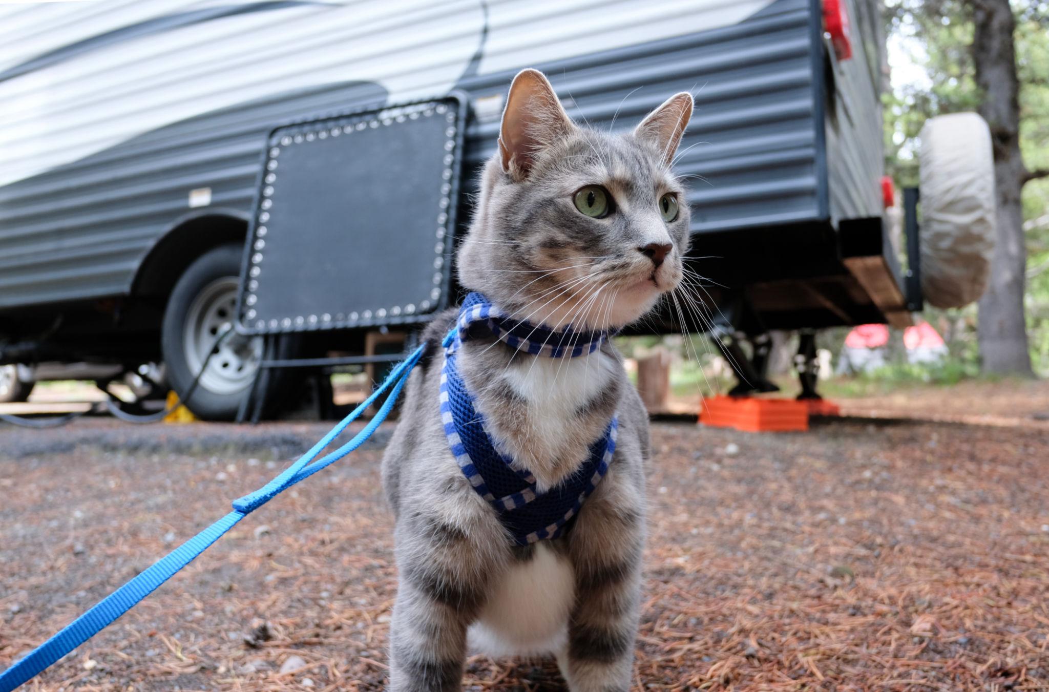 Leashed cat exploring near an RV campsite
